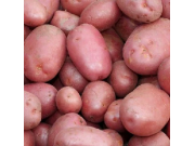 Desiree Seed Potatoes (Maincrop - 1kg)